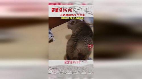 猫咪界的吃瓜群众,猫咪界的最新八卦风云