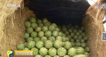 吃瓜群众大芒果,吃瓜群众的美食盛宴