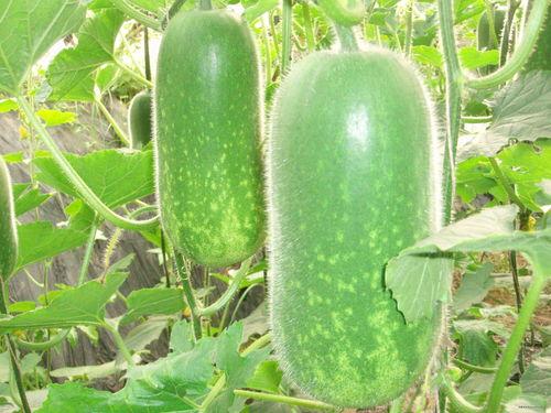 悦音社吃瓜群众大瓜,揭秘娱乐圈幕后风云