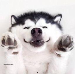 动物吃瓜群众视频,趣味横生的食瓜瞬间