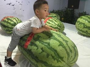 砀山吃瓜群众事件,一场网络舆论的风暴与反思