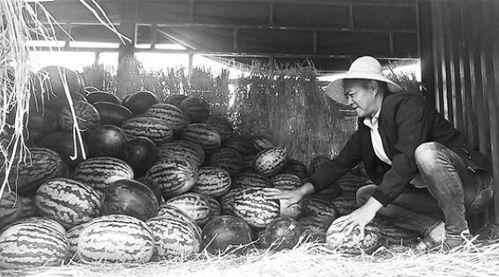 梧州吃瓜群众事件始末,一场网络舆论的风波与反思