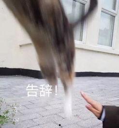 吃瓜群众变成证人,一场见证历史的蜕变之旅