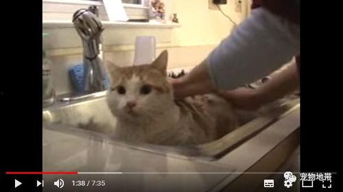 吃瓜群众下一句话是什么,揭秘“吃瓜群众”背后的热议话题