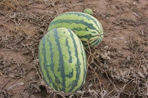 吃瓜群众的小西瓜,吃瓜群众的甜蜜诱惑