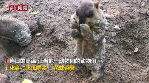 动物的吃瓜群众,揭秘它们的饮食世界