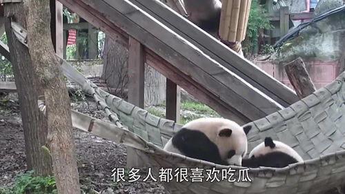 小熊猫吃瓜群众