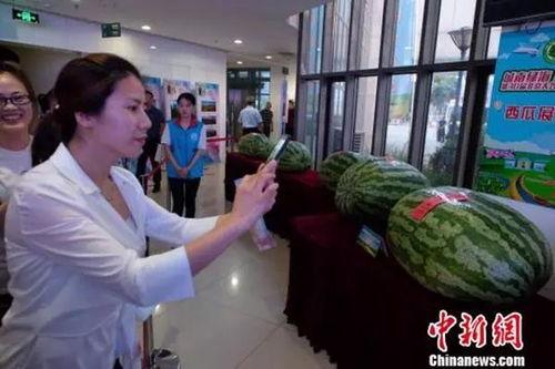 金乡吃瓜群众新闻视频播放,新闻视频播放背后的故事