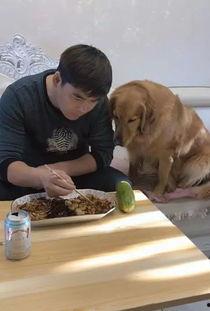 吃瓜群众的金毛,揭秘娱乐圈幕后风云