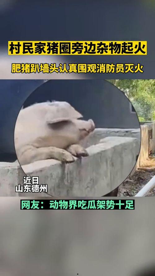 吃瓜群众动物图片搞笑