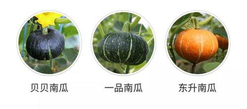 吃瓜群众说瓜不好吃,为何说瓜不好吃？