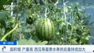 射阳吃瓜事件吃瓜群众死亡,吃瓜群众意外身亡引发社会关注